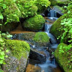 Niška Banja 8 pet-friendly hotels