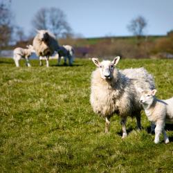 Moate 6 acomoda&ccedil;&otilde;es