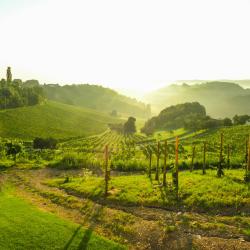 Spielfeld 5 holiday rentals