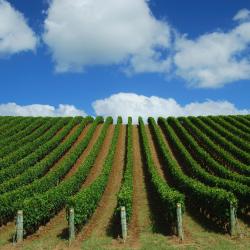 Matakana 5 of the holiday rentals