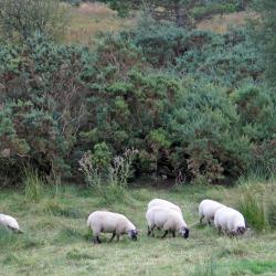 Dungiven 4 vacation homes