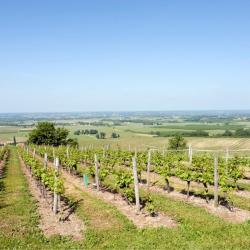 Saint-Laurent-des-Vignes 3 hotel