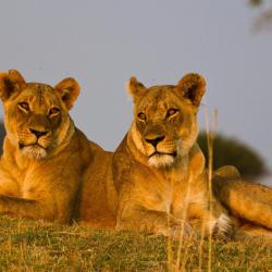 Ruaha National Park 2 viešbučiai