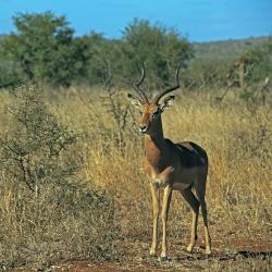 Phalaborwa 5 glampingpladser