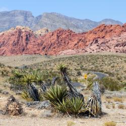 Mojave 19 hotels