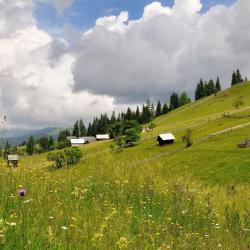 Poiana Negrii 3 panzió