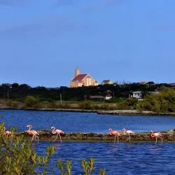 Willibrordus