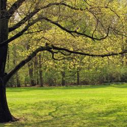 Neumagen-Dhron 8 casas de campo