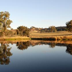 Lilydale 3 pet-friendly hotels