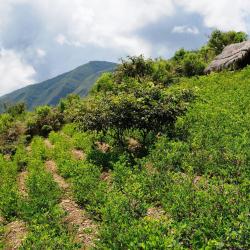 Coroico 4 hoteluri ieftine