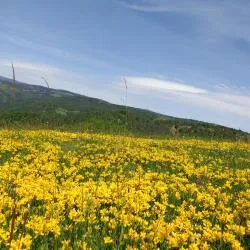 Berovo