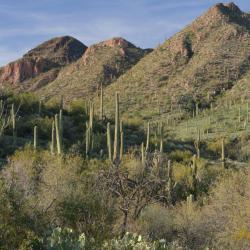 Cave Creek 57 hotels