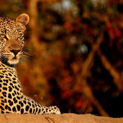 Timbavati Game Reserve 14 hotels with parking
