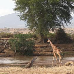 Meru 87 hotels