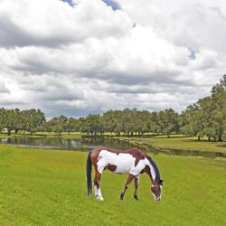 Ocala 144 hotels