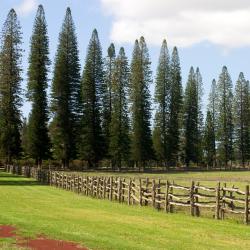 Lanai City 2 hotel