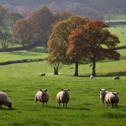 Kington 24 Unterk&uuml;nfte