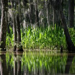 Slidell 5 cottage