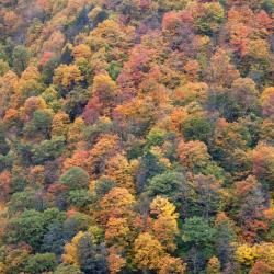 Shandaken 23 haustierfreundliche Hotels