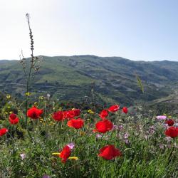 Atarfe 7 ξενοδοχεία