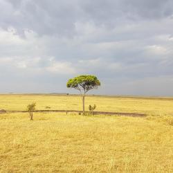 Nyanungu 2 hoteles