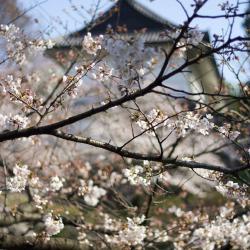 Koriyama 6 ryokans