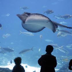 Le Croisic 59 locations près de la plage