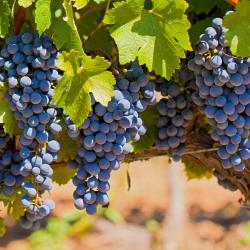 Puligny-Montrachet 3 B&Bs