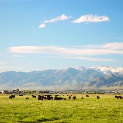 Bozeman 127 hotels