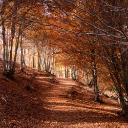 Atienza 4 hoteles que admiten mascotas