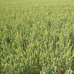 Bergen an der Dumme 3 hotel pet friendly