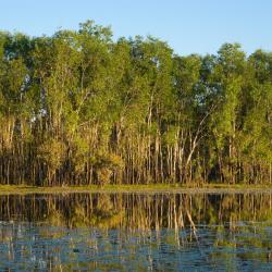 Lake Bennett 4 bungalower