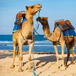 Al Hoceïma 249 hotels with parking