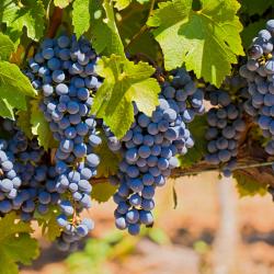 El Vendrell 5 hot&eacute;is na praia