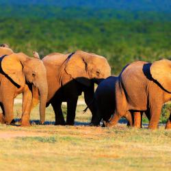 Addo 4 guest houses