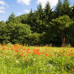 Sinsheim 3 romantic hotels