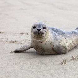 Brora Smještaji uz plažu (4)