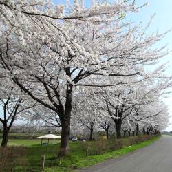 秋田市 ホテル20軒