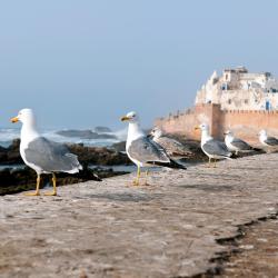 Laayoune 78 hotels