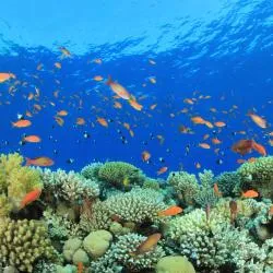 Marsa Alam City 10 beach rentals