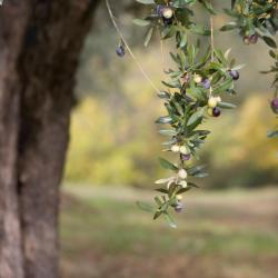 Torino di Sangro 3 luxury tents