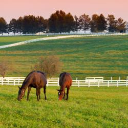 Paducah 4 bed and breakfasts