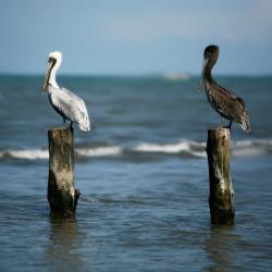 Tuxpan de Rodríguez Cano 37 hotels