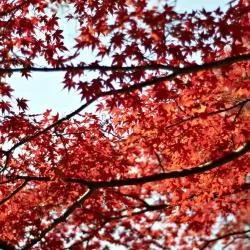 吹田市 5軒のアパートメント