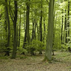 Forbach 12 camere con cucina