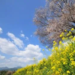 佐賀市 4軒の別荘
