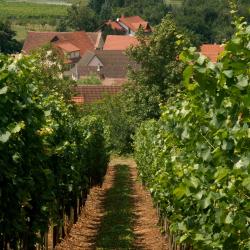 Badenweiler 3 B&Bs