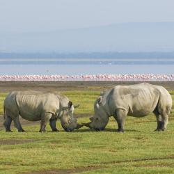 Nakuru 11 cabins