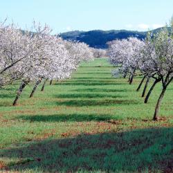 Santa Agnès de Corona 4 holiday rentals