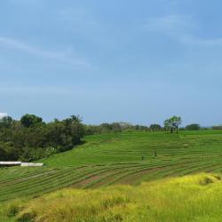 Tegal 8 sewaan penginapan